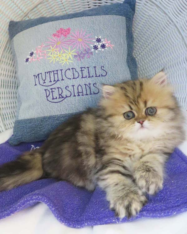 Mythicbells Persian Cats \u0026 Kittens